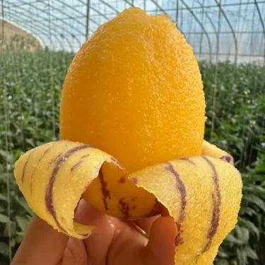 🌿 Semínka Ženšenu – Vypěstujte si přírodní sílu a zdraví na své zahradě! 🌱