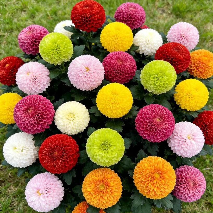 🏵️ Barevná chrysantéma – Květiny jako živé pingpongové míčky, které rozzáří vaši zahradu!