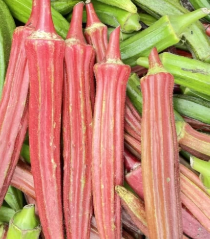 Vysoce výnosná semena červené okry odolná vůči chladu a suchu – AKCE 1+1 ZDARMA a DOPRAVA DOMŮ!