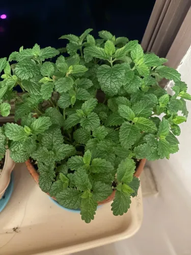 🍹🥒🍲 Bylinková zahrádka pro každého: Máta, Bazalka, Medovka, Kopr – Na mojito, na Kulajdu i do čaje!