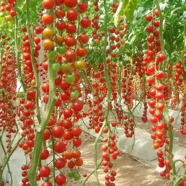 Semínka vodopádových třešňových rajčat "Cherry" – miniaturní rajčátka pro balkón, zahradu a celoroční pěstování v květináči🌱🍅