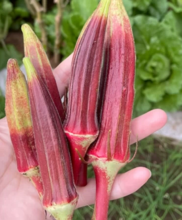 Vysoce výnosná semena červené okry odolná vůči chladu a suchu – AKCE 1+1 ZDARMA a DOPRAVA DOMŮ!