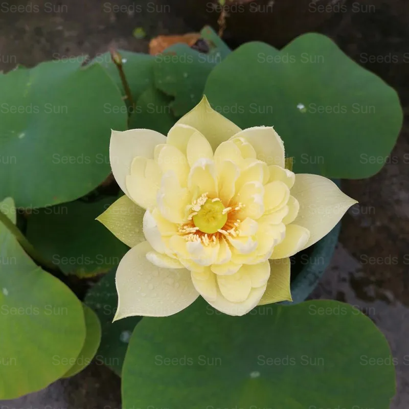 Soilless Hydroponics For Easy Cultivation - Bowl Lotus Seeds