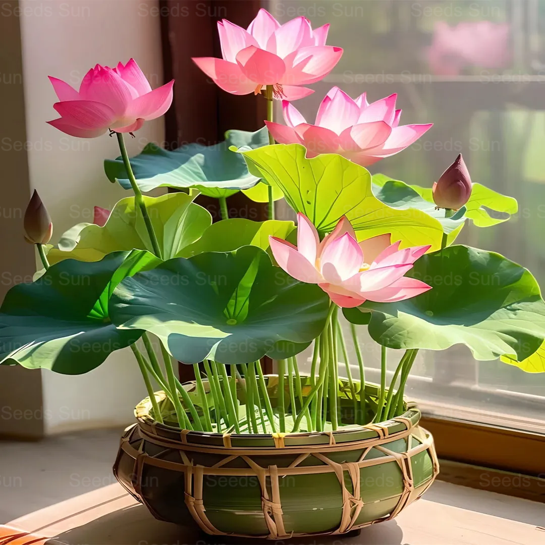 Soilless Hydroponics For Easy Cultivation - Bowl Lotus Seeds
