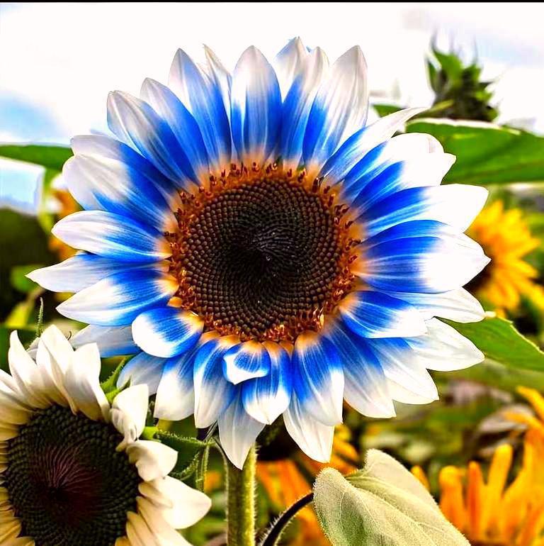 🔥【LIMITOVANÁ SADA】 Semena EXKLUZIVNÍCH Slunečnic „Půlnoční Plamen“ – dvoubarevný ZÁZRAK pro vaši zahradu! 🌻✨