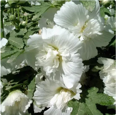 🌺 TOPOLOVKA „DVOJITÝ RŮŽENEC“ – Podzimní výsev, trvalka s plnými květy pro úchvatnou zahradu! 🍂 