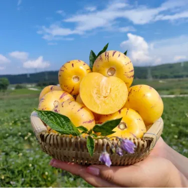 🌿 Semínka Ženšenu – Vypěstujte si přírodní sílu a zdraví na své zahradě! 🌱