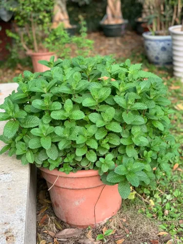 🍹🥒🍲 Bylinková zahrádka pro každého: Máta, Bazalka, Medovka, Kopr – Na mojito, na Kulajdu i do čaje!