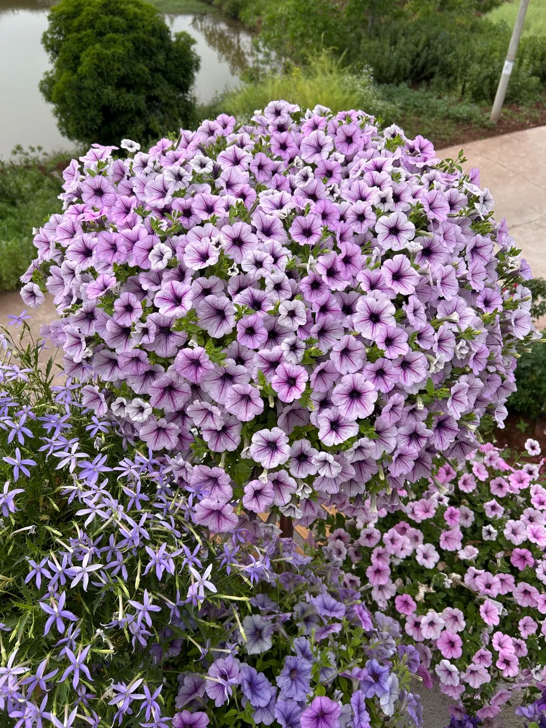 🌸 Petúnia previsnutá do závesných košov – Kráľovná balkónov vo farebných kombináciách
