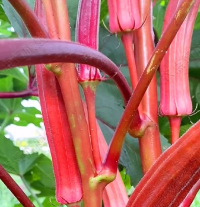 Vysoce výnosná semena červené okry odolná vůči chladu a suchu – AKCE 1+1 ZDARMA a DOPRAVA DOMŮ!