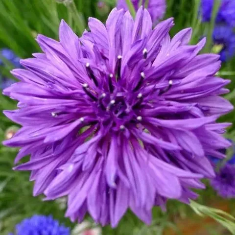 Semena Chrpy pro kvetoucí zahradu po celý rok 🌸🌿 – Odolné, nenáročné a lákající motýly!🦋