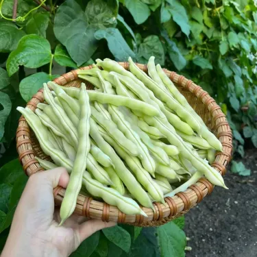 🌱 Бързи и плодородни бяли бобени семена "9 Зърна" – Идеални за лятото!