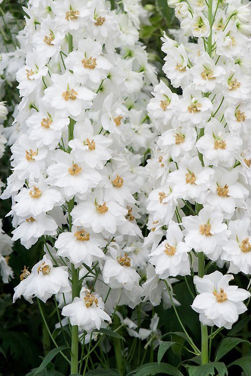 💐 Double Delphinium — Towering Spikes, Packed Petals