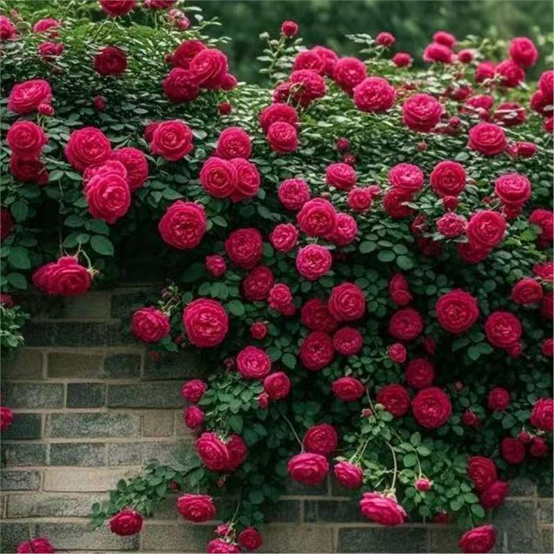 Climbing Rose Vine Seeds - Amazing Growth and Beautiful Roses
