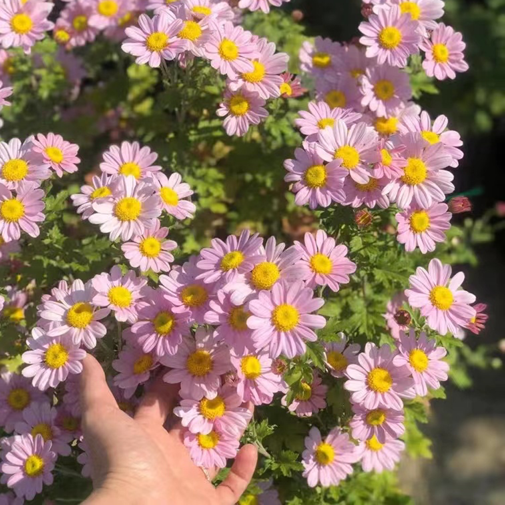 Pest Killer-Pyrethrum Daisy Seeds