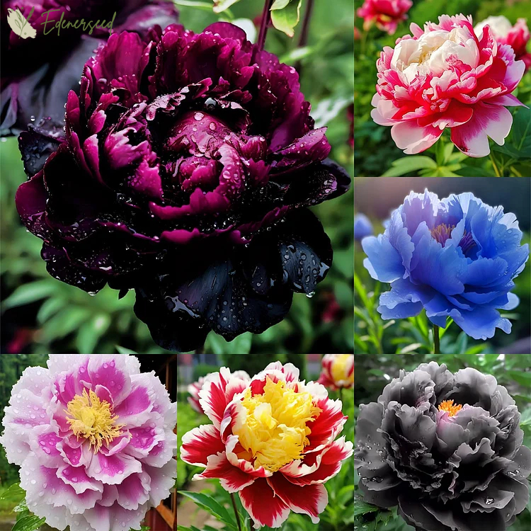 Black Beauty Peony Flower Seeds: Embrace the Dark Elegance