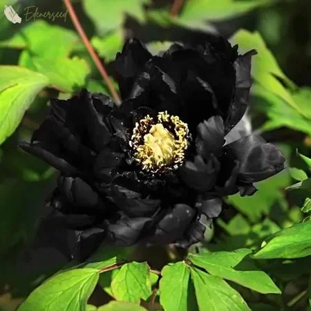 Black Beauty Peony Flower Seeds: Embrace the Dark Elegance