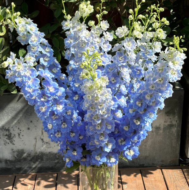 💐 Double Delphinium — Towering Spikes, Packed Petals