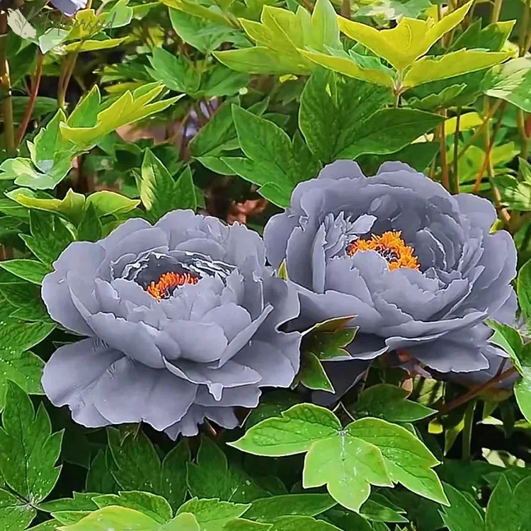 Black Beauty Peony Flower Seeds: Embrace the Dark Elegance