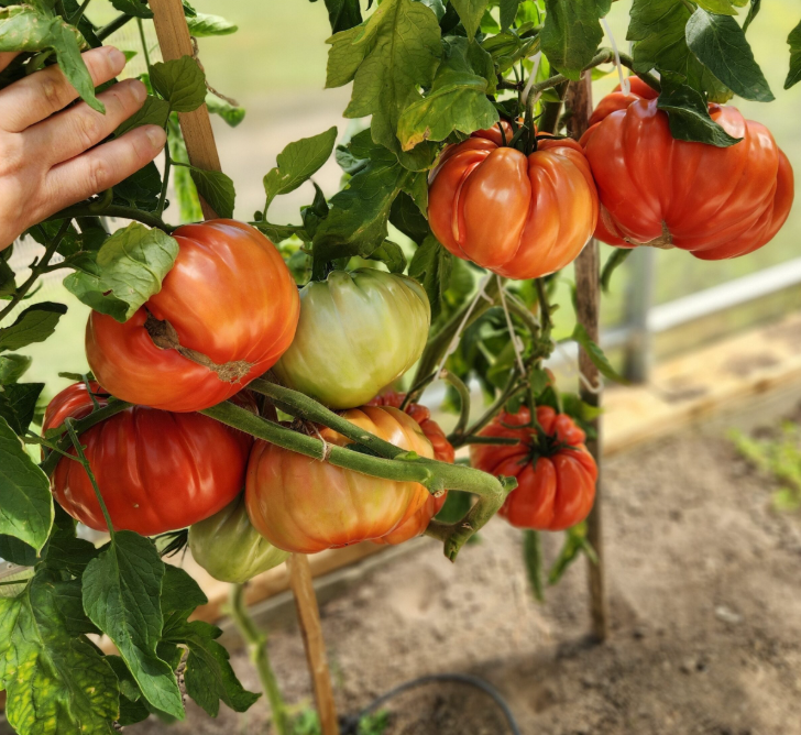 🍅 Die Gigante Farina – Züchte die größte Tomate deines Lebens!