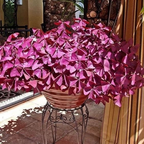 💜 Fialový oxalis / Šťastný ďatelinový kvet | Ľahko pestovateľná izbová aj vonkajšia rastlina