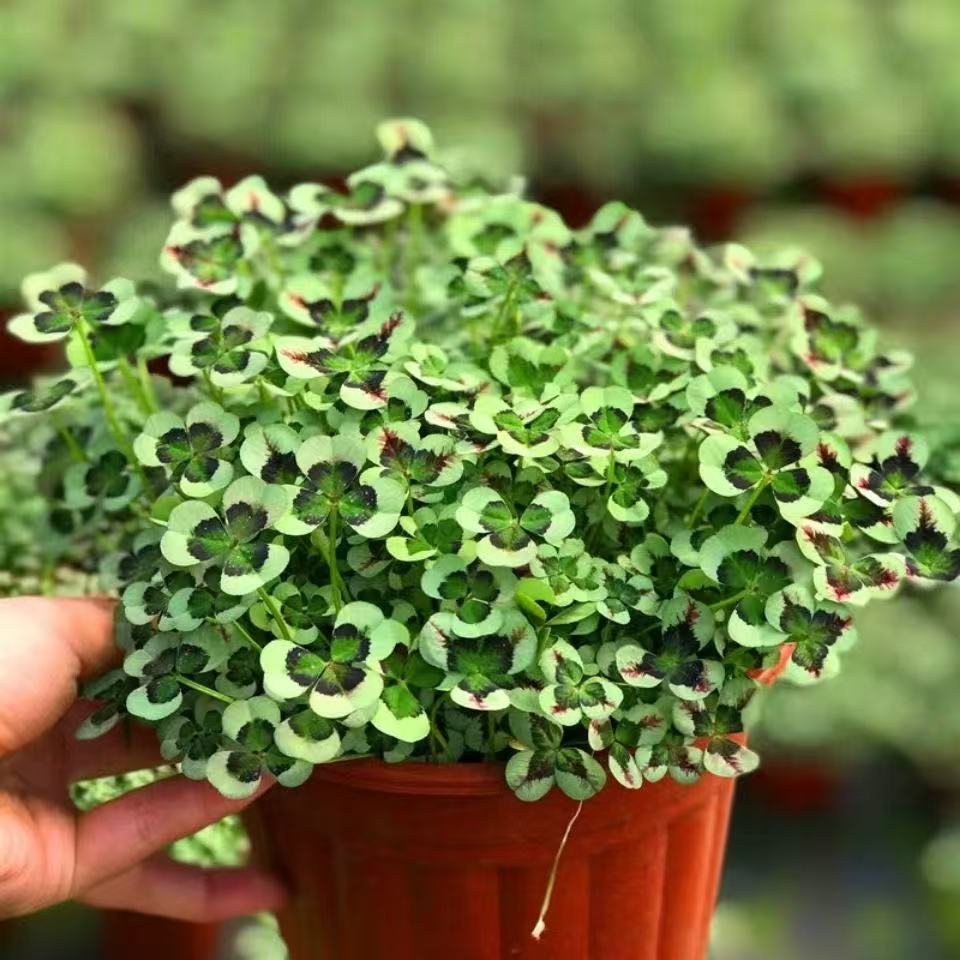 💜 Fialový oxalis / Šťastný ďatelinový kvet | Ľahko pestovateľná izbová aj vonkajšia rastlina