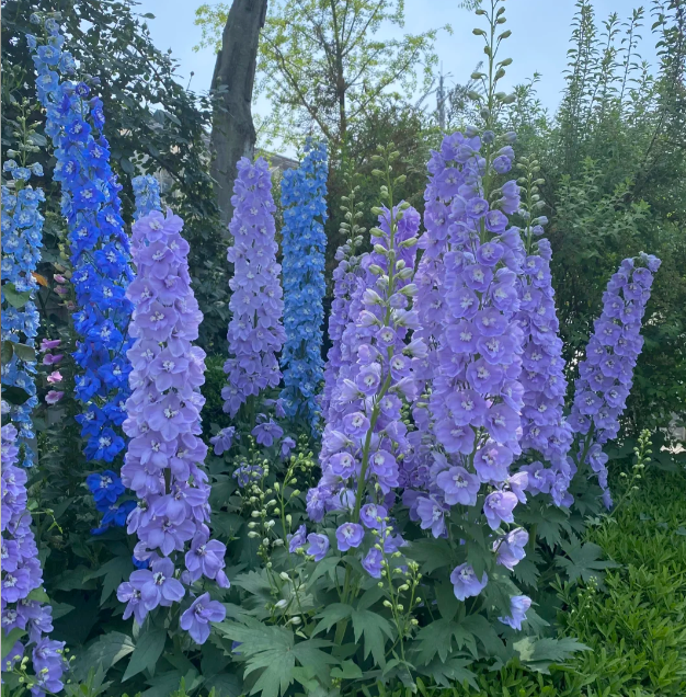 💐 Double Delphinium — Towering Spikes, Packed Petals