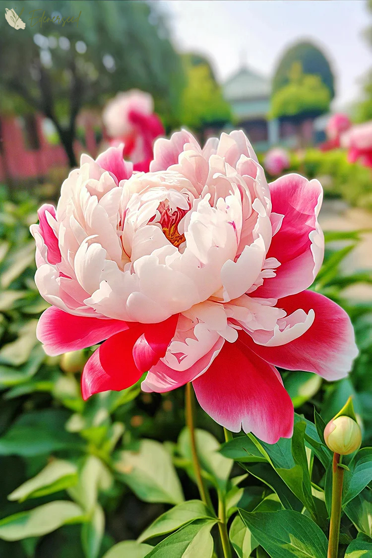 Black Beauty Peony Flower Seeds: Embrace the Dark Elegance