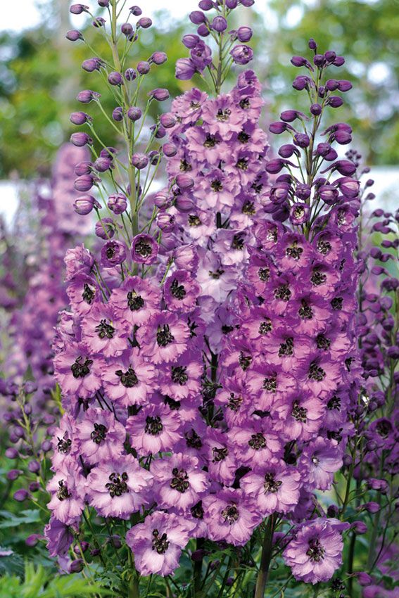 💐 Double Delphinium — Towering Spikes, Packed Petals