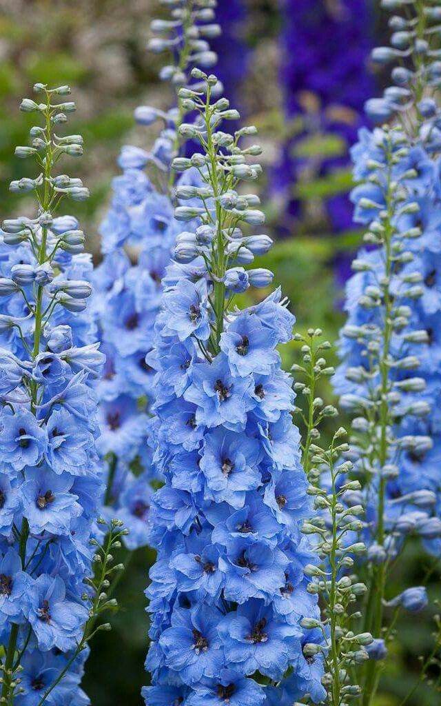 💐 Double Delphinium — Towering Spikes, Packed Petals