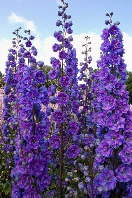 💐 Double Delphinium — Towering Spikes, Packed Petals