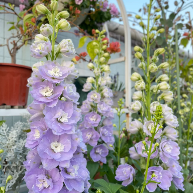 💐 Double Delphinium — Towering Spikes, Packed Petals