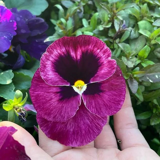 🔥🌱Zimná akcia – 50 % zľava iba na obmedzený čas🌸Krásna Sirôtka(Viola tricolor) – mrazuvzdorné kvetinové semená