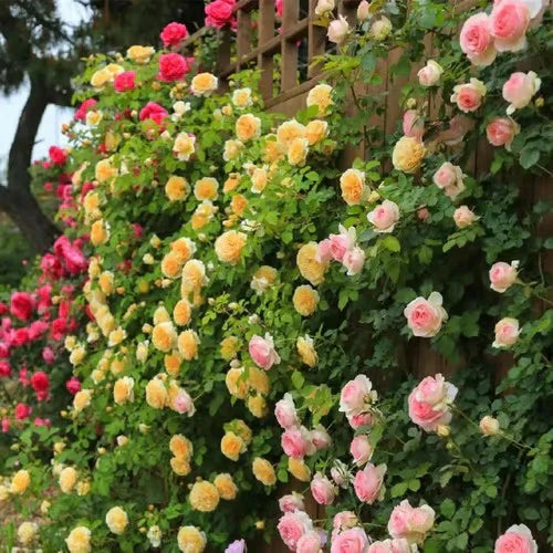 Climbing Rose Vine Seeds - Amazing Growth and Beautiful Roses
