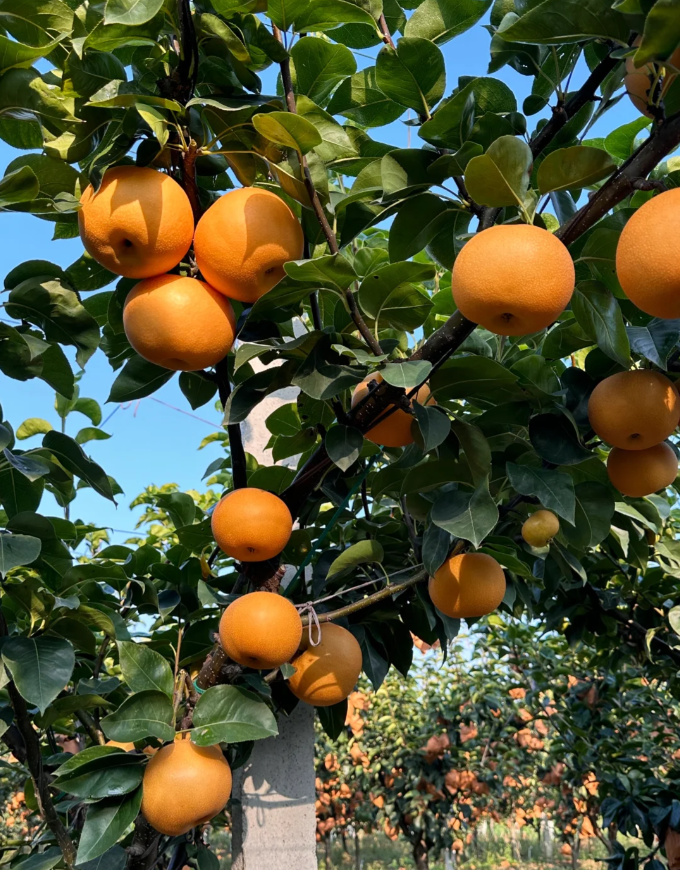 🍂Akizuki Pear Seeds-Big, sweet, and juicy🍐