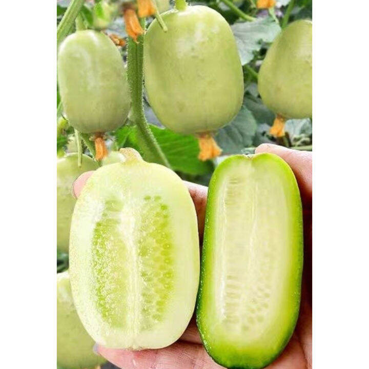Mini cucumber Seeds
