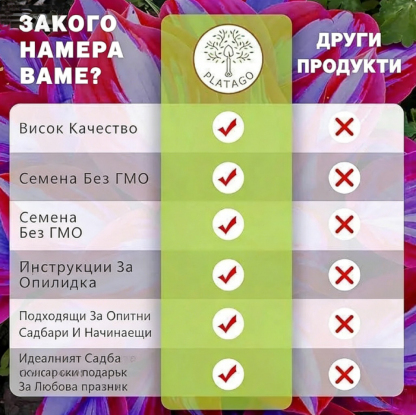 🌈 Семена на растението Rainbow Haze – Ярки цветове, които ще добавят магия и свежест към всяка градина 🌿✨ Перфектният начин да преобразите двора си 🌟📦