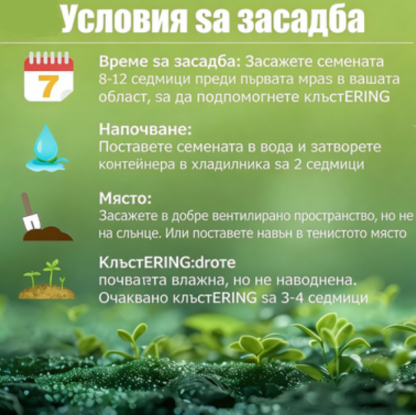 🌈 Семена на растението Rainbow Haze – Ярки цветове, които ще добавят магия и свежест към всяка градина 🌿✨ Перфектният начин да преобразите двора си 🌟📦