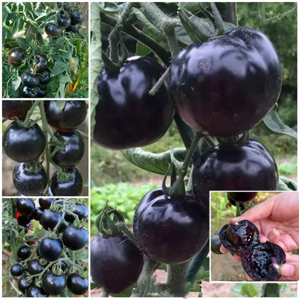 🍅 100% кълняемост – семена от домати Водопад – Висок добив и сочни плодове, които ще запълнят градината ви с изобилие 🌿✨ Перфектни за всяка градина и градински проект 🌟📦