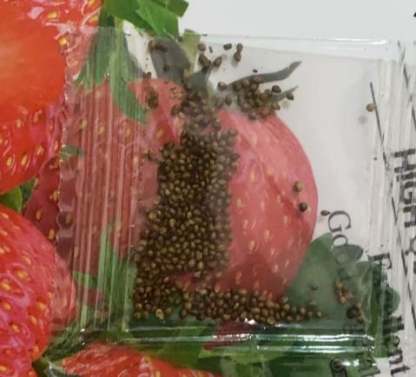 🍓Семена от ягоди за целогодишни отглеждане