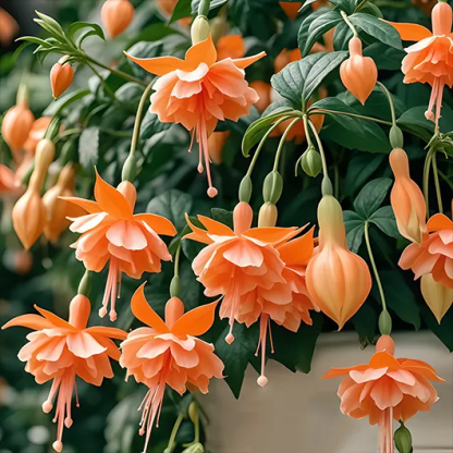 🌺Семена от фуксия - цвят на фенер