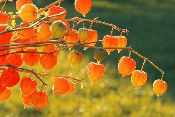 Physalis alkekengi，Strawberry groundcherry，Winter Ground Cherry - Chinese Lantern Seeds