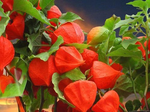 Physalis alkekengi，Strawberry groundcherry，Winter Ground Cherry - Chinese Lantern Seeds