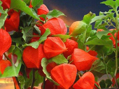 Physalis alkekengi，Strawberry groundcherry，Winter Ground Cherry - Chinese Lantern Seeds