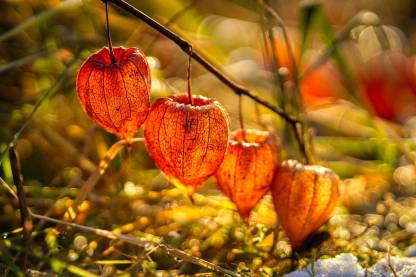Physalis alkekengi，Strawberry groundcherry，Winter Ground Cherry - Chinese Lantern Seeds