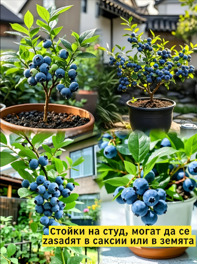 🍇 Царят на плодовете – Гигантски семена от блузи – Високопродуктивен и лесен за отглеждане! 🌱💪 Съберете реколта от сочни плодове през целия сезон! 🍓✨