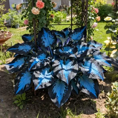 💥Разпродажба 2026 🌌Семена на хоста Midnight Blue Heart Многогодишно растение за сенчеста градина