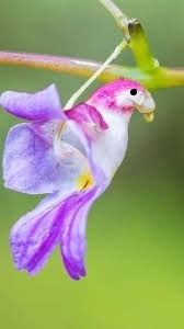 🦜🦜Семена за цвете на папагалска орхидея