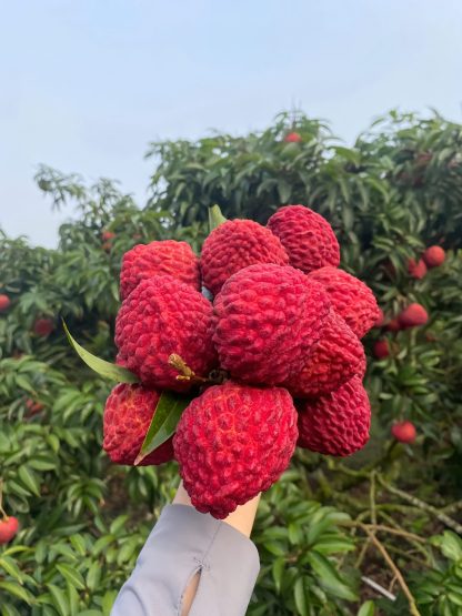 50 % de réduction🎁 Graines de Litchi Géant Sans Noyau ✨