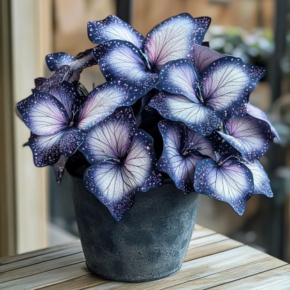 🦋Лунна пеперуда Бегония семе